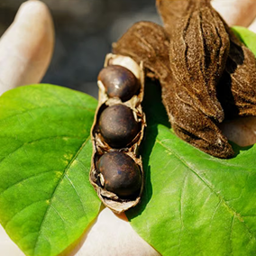 Kaunch Beej Extract