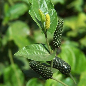 Pippali Extract